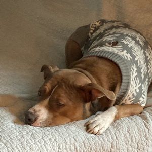 Pet Friendly Home…we 💕our pets